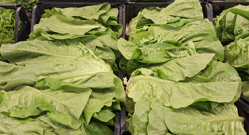 Lattuga Romana - Italia - 1,20/1,50 euro al chilogrammo